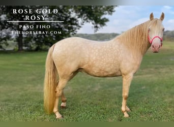 Paso Fino, Merrie, 8 Jaar, 137 cm, Perlino