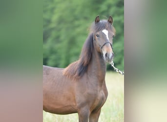 Paso Fino, Ogier, 1 Rok, 148 cm, Gniada