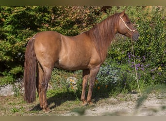 Paso Fino, Ruin, 16 Jaar, 141 cm, Vos