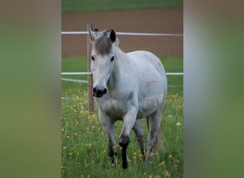 Paso Fino Mix, Ruin, 16 Jaar, 143 cm, Schimmel