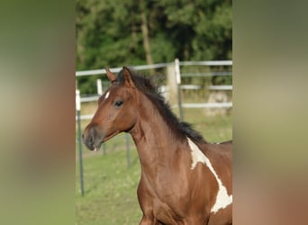 Paso Fino, Ruin, 1 Jaar, Gevlekt-paard