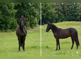 Paso Fino, Ruin, 2 Jaar, 143 cm, Bruin