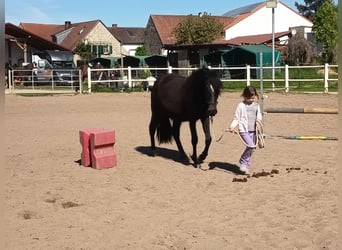 Paso Fino, Ruin, 2 Jaar, 143 cm, Zwart