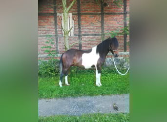 Paso Fino, Ruin, 3 Jaar, 140 cm, Gevlekt-paard