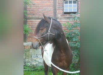 Paso Fino, Ruin, 3 Jaar, 140 cm, Gevlekt-paard