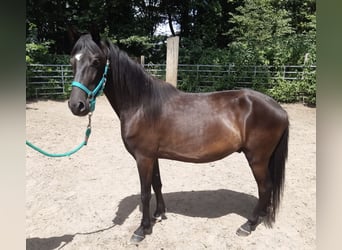 Paso Fino, Ruin, 4 Jaar, Zwart