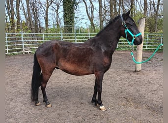 Paso Fino, Ruin, 4 Jaar, Zwart