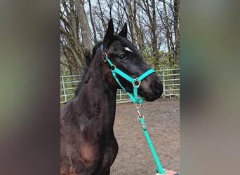 Paso Fino, Ruin, 4 Jaar, Zwart