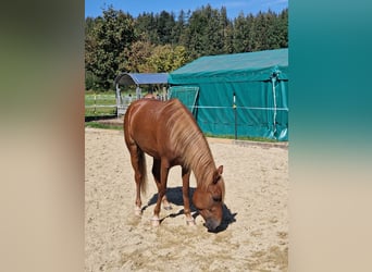 Paso Fino, Wallach, 5 Jahre, 143 cm, Fuchs