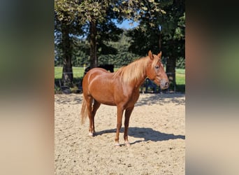 Paso Fino, Ruin, 7 Jaar, 142 cm, Vos