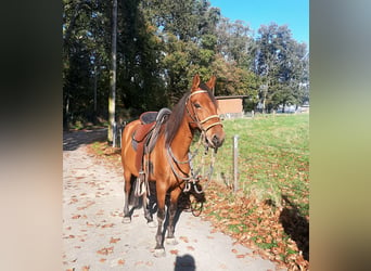 Paso Fino, Ruin, 7 Jaar, 146 cm, Lichtbruin