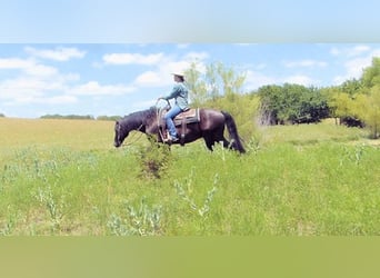 Paso Fino, Ruin, 7 Jaar, 152 cm, Zwart