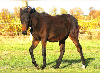 Paso Fino, Semental, 1 año, 145 cm, Morcillo