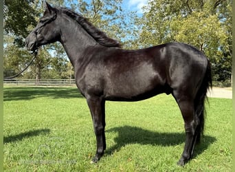 Paso Fino, Semental, 3 años, 142 cm, Negro