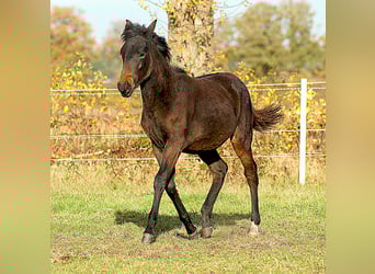 Paso Fino, Stallion, 1 year, 14,1 hh