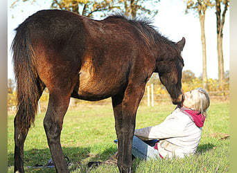Paso Fino, Stallion, 1 year, 14,1 hh, Smoky-Black
