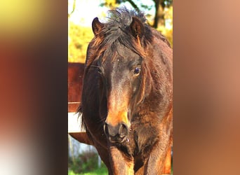 Paso Fino, Stallion, 1 year, 14,1 hh, Smoky-Black