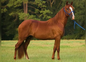 Paso Fino, Stallion, 2 years, 13.1 hh, Sorrel