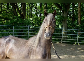 Paso Fino, Stallion, 2 years, 14.2 hh, Gray-Dark-Tan