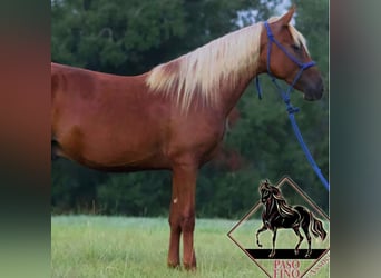 Paso Fino, Stallion, 2 years, Sorrel