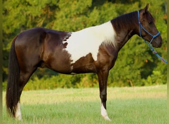 Paso Fino, Stallion, 3 years, 13.3 hh, Pinto