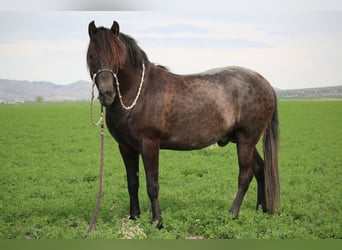 Paso Fino, Stallion, 3 years, 14 hh, Bay-Dark