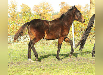 Paso Fino, Stallion, Foal (04/2025), 14,1 hh, Smoky-Black