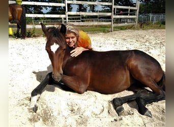 Paso Fino, Sto, 18 år, 145 cm, fux