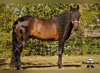 Paso Fino, Sto, 18 år, 145 cm, fux