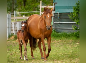 Paso Fino, Sto, 18 år, 145 cm, fux