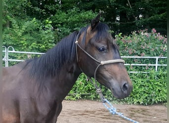 Paso Fino, Stute, 2 Jahre, 148 cm, Dunkelbrauner