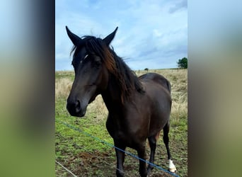 Paso Fino Mix, Stute, 3 Jahre, 148 cm