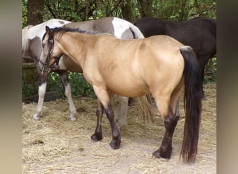 Paso Fino Mix, Stute, 4 Jahre, 120 cm, Buckskin