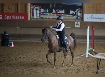 Paso Fino, Stute, 5 Jahre, 142 cm