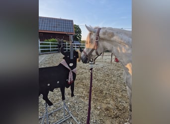Paso Fino, Stute, 5 Jahre, 142 cm