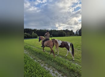 Paso Fino, Stute, 5 Jahre, 142 cm