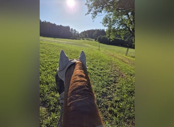 Paso Fino, Stute, 5 Jahre, 142 cm