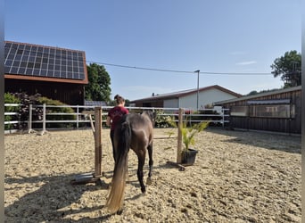 Paso Fino, Stute, 5 Jahre, 142 cm