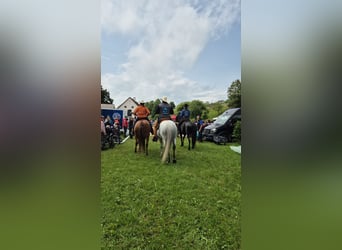 Paso Fino, Stute, 5 Jahre, 142 cm