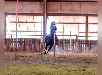 Paso Fino, Stute, 6 Jahre, 141 cm, Rappe