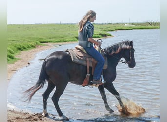 Paso Fino, Stute, 6 Jahre, 141 cm, Rappe