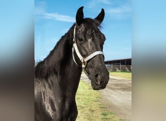 Paso Fino, Stute, 6 Jahre, 141 cm, Rappe