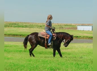 Paso Fino, Stute, 6 Jahre, 141 cm, Rappe