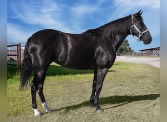 Paso Fino, Stute, 6 Jahre, 141 cm, Rappe