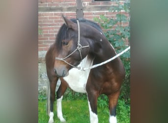 Paso Fino, Valack, 3 år, 140 cm, Pinto
