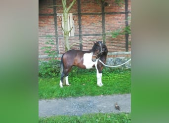Paso Fino, Valack, 3 år, 140 cm, Pinto