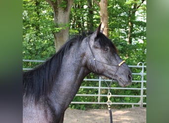 Paso Fino, Valack, 3 år, 152 cm, Grå-mörk-brun