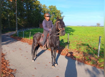 Paso Fino, Wałach, 12 lat, 149 cm, Kara