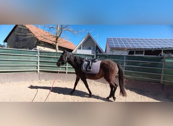 Paso Fino, Wałach, 3 lat, 145 cm, Ciemnogniada