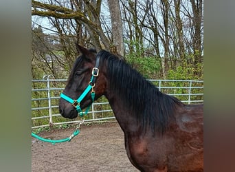 Paso Fino, Wałach, 4 lat, Kara